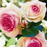 Троянда плетиста Еден Роуз